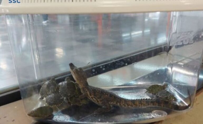  Rescatan a un caimán y tortugas en el Metro Rosario de la Línea 7