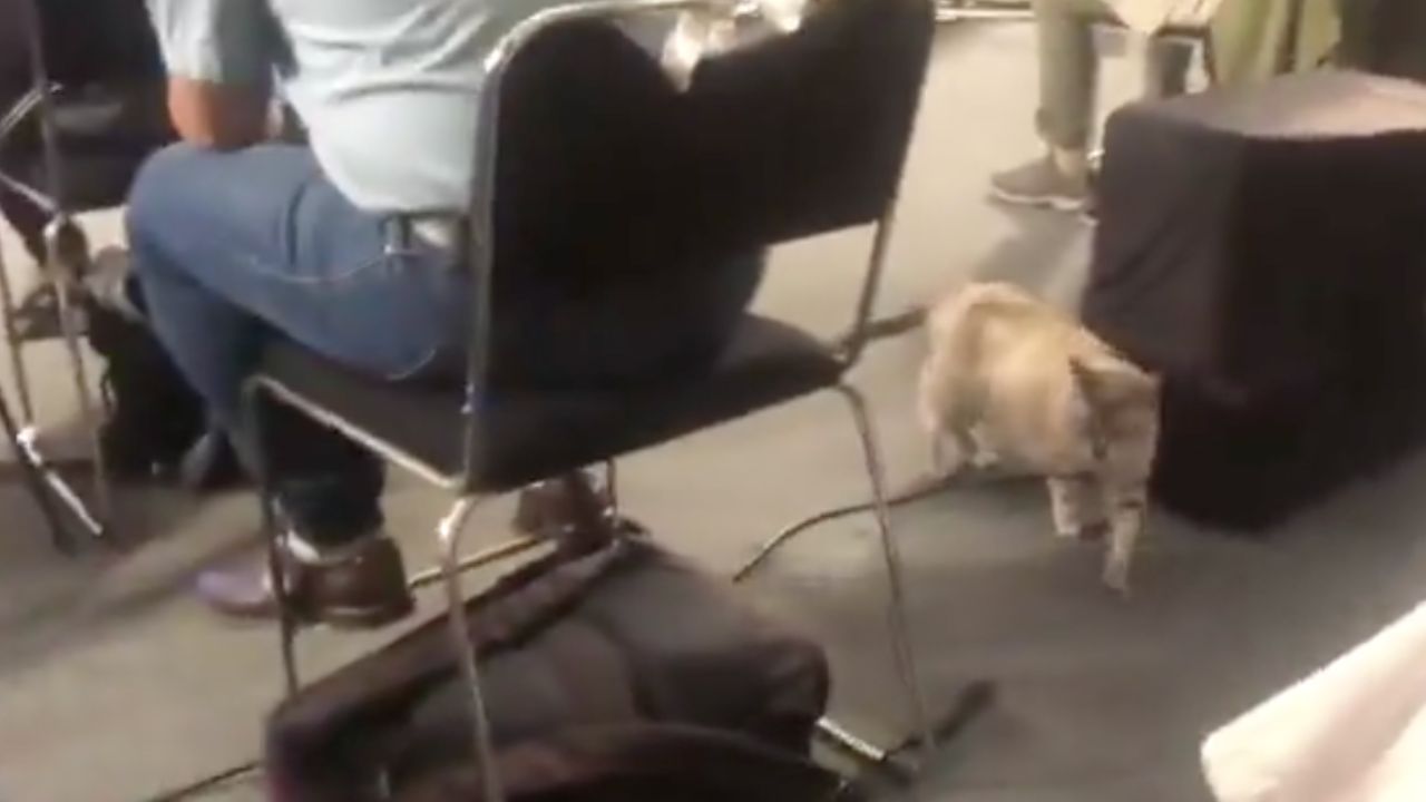 Muere “Zeus” uno de los gatitos que vivía en Palacio Nacional