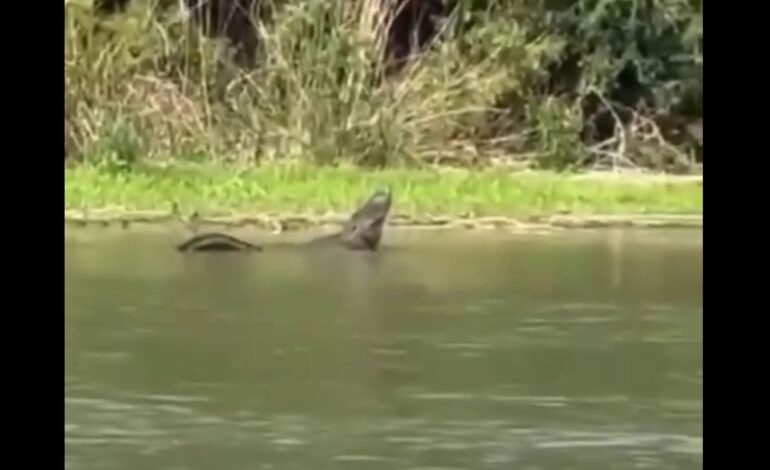  Captan a caimán en el Río Bravo; preocupa bienestar de habitantes y migrantes