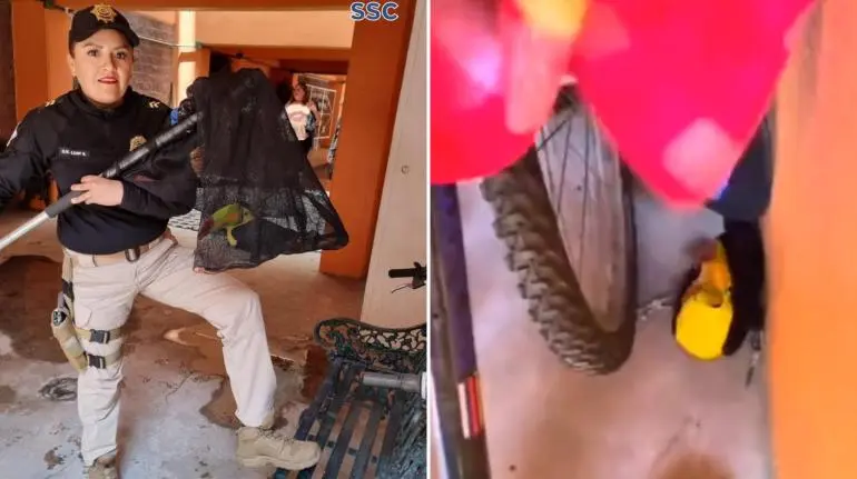 Personal de la BVA de la SSC rescata un ejemplar de tucán en la colonia Portales