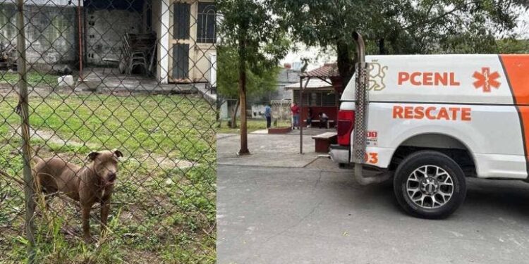 Pitbull ataca a tres estudiantes de secundaria en Monterrey