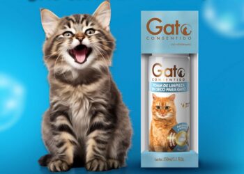 ¿Quieres adoptar un gatito? Asiste al Miau Fest 2024