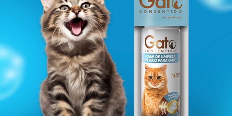 ¿Quieres adoptar un gatito? Asiste al Miau Fest 2024