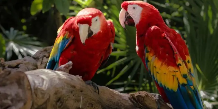 Detienen a hombre con aves en cautiverio en el Metro Indios Verdes