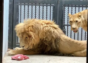 Los felinos de Black Jaguar-White Tiger gozan de buena salud: Sedema