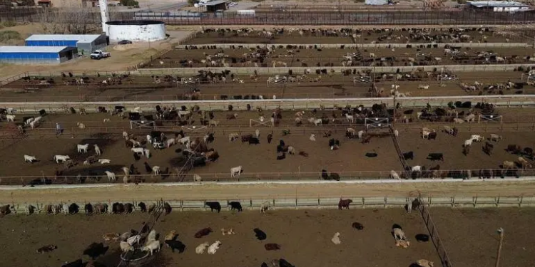 Bloqueo de EU por gusano barrenador pone en jaque a ganaderos fronterizos