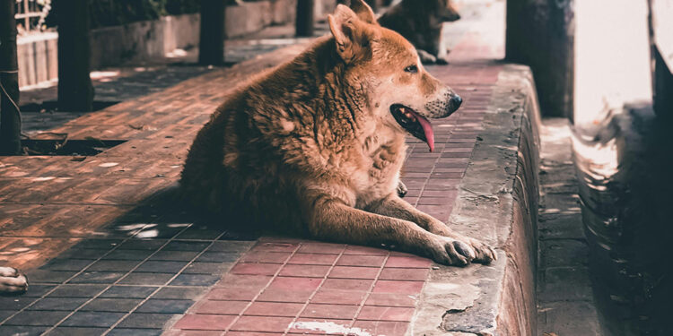 Funeral Pet transforma las cenizas de mascotas en arte para salvar a perros abandonados