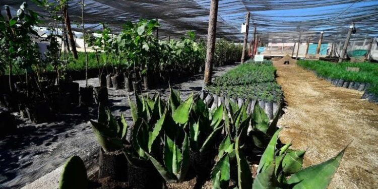 Sheinbaum presentará al G20 el programa ‘Sembrando Vida’