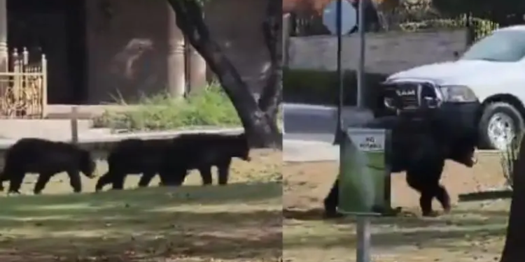 Captan a osa y sus tres oseznos paseando en calles de Nuevo León