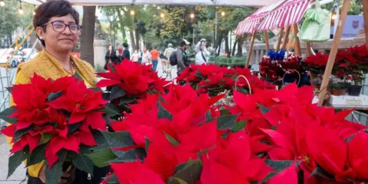 Arranca tradicional Festival Flores de Nochebuena en Paseo de la Reforma