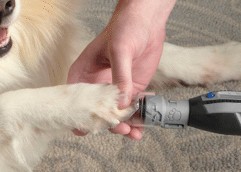 Bosch: la tecnología puede prevenir el dolor de las mascotas