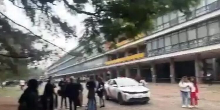 Muere otro cachorrito de Cereza, la perrita sobreviviente de la explosión en el Puente La Concordia