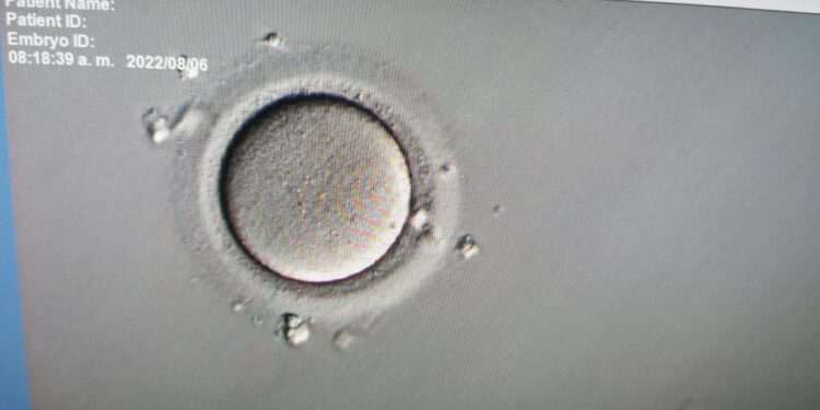 Nutrición ovulatoria: conoce los alimentos que te ayudarán a mejorar la calidad de tus óvulos