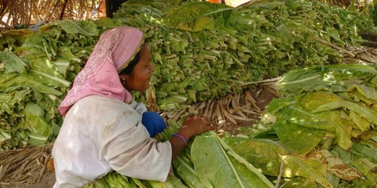 Caída de hasta 30% en cosecha de tabaco provocaría alza de impuestos a cigarros