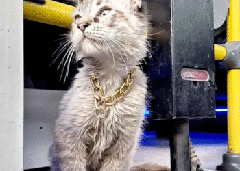 Roban a “Zafiro”, el querido gatito microbusero de Puebla; piden ayuda para encontrarlo