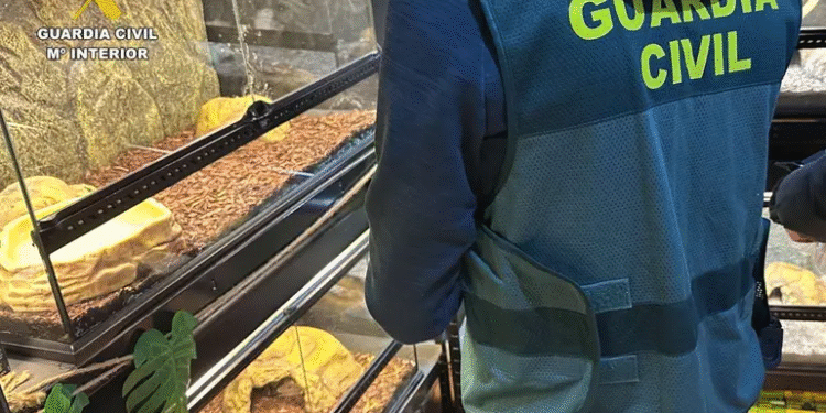Guardia Civil de España incauta 472 animales exóticos en un “falso refugio”