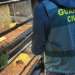 Guardia Civil de España incauta 472 animales exóticos en un “falso refugio”