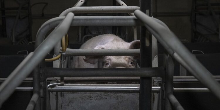 Carne de cerdo proveniente del Reino Unido llega a las mesas mexicanas contaminada de superbacterias, muy dañinas para la salud humana