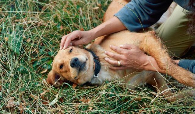 Cuatro enfermedades que pueden afectar la salud de tu perro durante todo el año