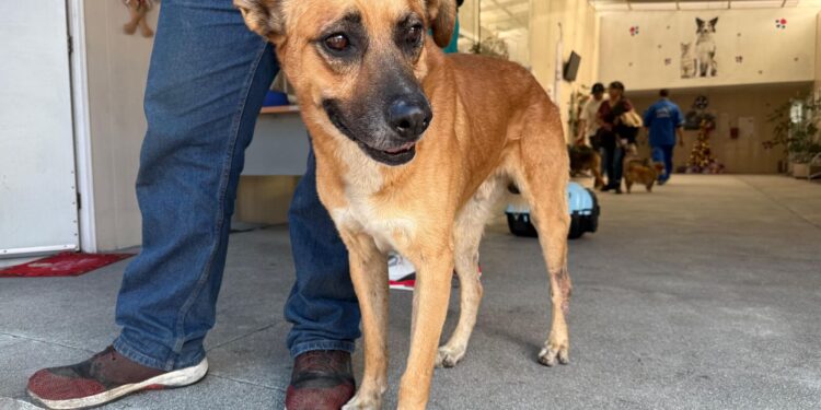 ¿Buscas un milagro peludo? Llega el Primer Adoptatón de «Perros Peregrinos» a la CDMX