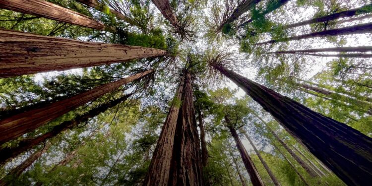 Este verano disfruta los beneficios a la salud que te ofrece la naturaleza