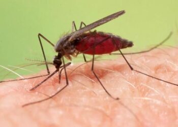 Malaria en México: el diagnóstico y la vigilancia avanzan con nuevas tecnologías