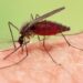 Malaria en México: el diagnóstico y la vigilancia avanzan con nuevas tecnologías