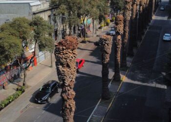 Sedema retirará 9 mil palmeras icónicas: ¿Qué plaga las amenaza?