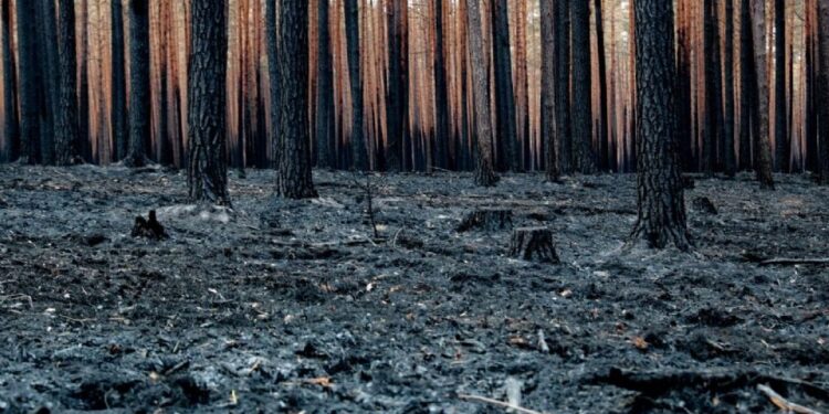 El Centro de Predicción Climática de EU prevé que El Niño podría empezar desde mayo