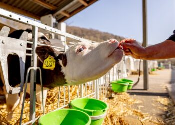 El impacto invisible de la atención veterinaria: Encuesta global a veterinarios genera una nueva perspectiva en salud animal.