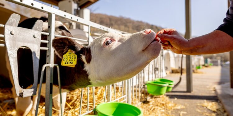 El impacto invisible de la atención veterinaria: Encuesta global a veterinarios genera una nueva perspectiva en salud animal.