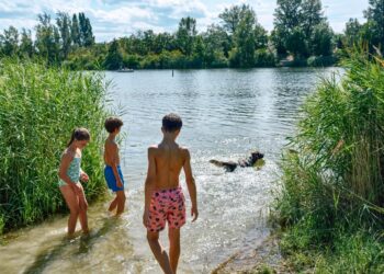 La vacunación, una aliada para prevenir enfermedades y muerte prematura en tus mascotas
