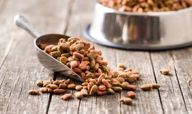 Revisión de 31 estudios concluye que los alimentos veganos para perros y gatos tienen buena digestibilidad
