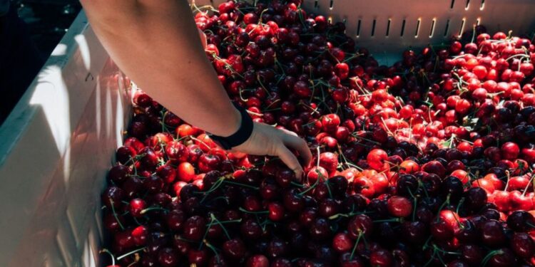 ¡Llegaron las Cerezas de Verano! Mayor volumen, mejor calidad y sabor excepcional