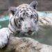 El tigre de Bengala Kenzo murió por broncoaspiración de sangre tras disparo, revela necropsia