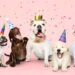 Petco celebra 13 años en México y consolida su evolución hacia el bienestar y la experiencia