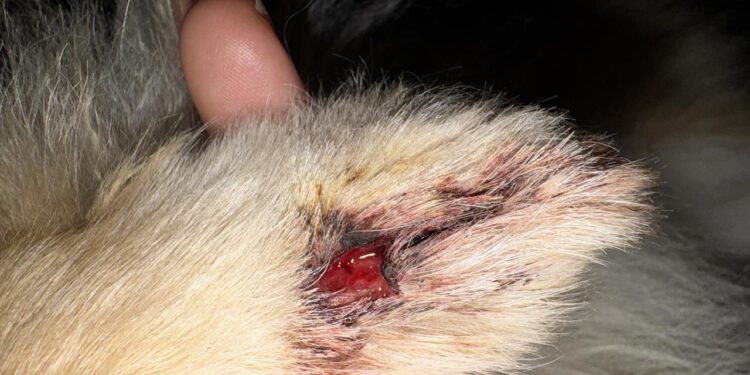 ¿Mordieron a tu perro? Por qué no basta con desinfectar la herida