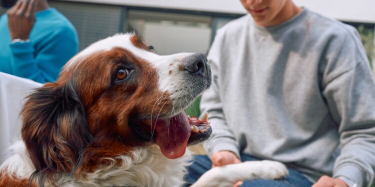Uso responsable de medicamentos veterinarios protege la salud de las mascotas