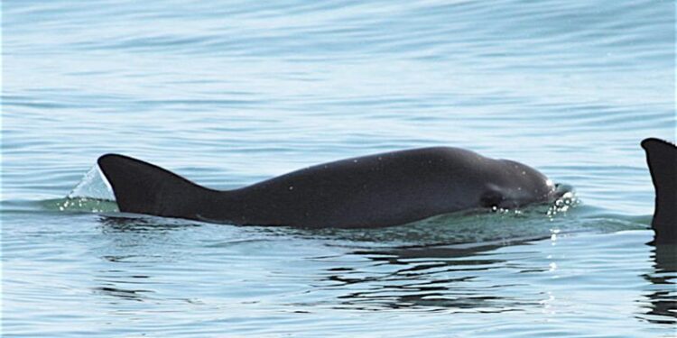 Reestructuran hábitat de la vaquita marina: Semarnat reduce 86% el polígono de prohibición